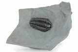 Calymene Niagarensis Trilobite Fossil - New York #269933-1